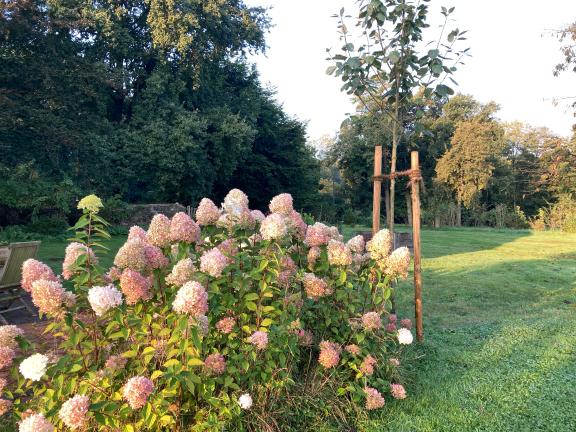 Was wäre der Herbst ohne seine Verfärbungen? Hier wird die Hortensie Limelight (nicht besonders durstig!) zart rosa angehaucht. Wer sie jetzt schneidet, hat den ganzen Winter über Blüten für die Vase, die attraktiv rosa gefärbt sind.