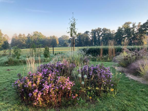 Was soll denn das mal werden? Astern, Gräser und was sonst noch so übrig war, wurden in diesem Mini-Inselbeet geparkt. Im Herbst nutzt es seine Chance und punktet mit Farbe.