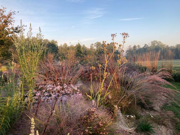 Die einen vergehen und hinterlassen attraktive Samenstände (hier Eryngium yuccifolium), die anderen sehen im Herbst am schönsten aus (für den Rosaschleier sind Liebes-Purpurgras und Kleiner Blauhalm „Blue Heaven“ verantwortlich).