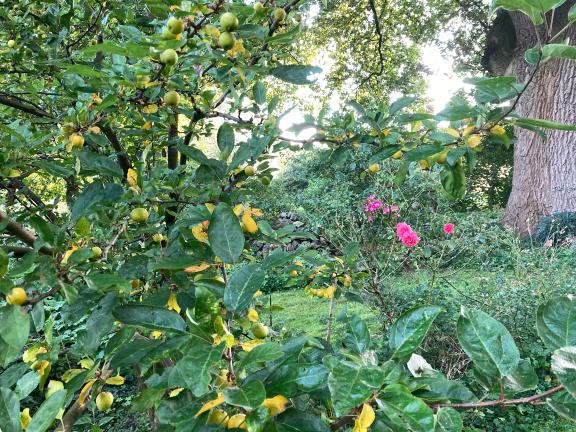 Wie gern man Anfang Oktober die letzten Rosenblüten (hier Rosarium Uetersen) genießt, während sich der Zierapfel auf den Höhepunkt vorbereitet.