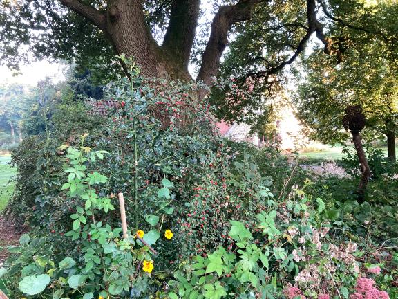 Wird dieses herbstliche Durcheinander gewollt oder nur toleriert? Am Fuß der mächtigen Eiche machen Cotoneaster, Rose, Kapuzinerkresse und Co, was sie wollen.