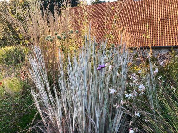 Achtung, das ist ein besonderes Gras! Schizachyrium Ha Ha Tonka ist eine ganz besonders attraktive Auslese des Kleinen Blauhalms. Dieses Gras glänzt silbrig, auch wenn es nicht regnet.