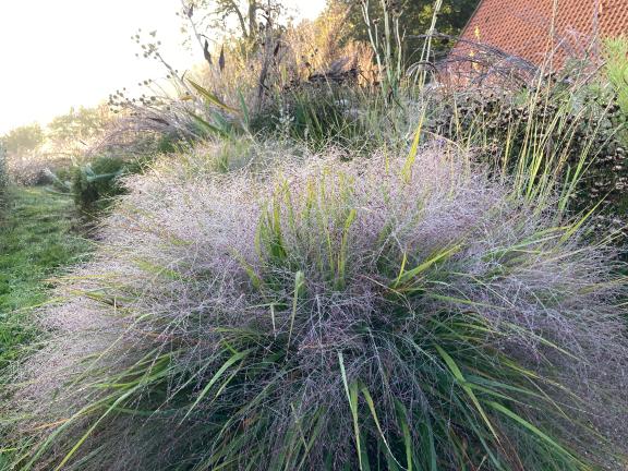 Das Purpur-Liebesgras hat im Herbst seinen Höhepunkt. Wenn dann morgens noch Tau in seinen Halmen hängt, gibt‘s kein Halten mehr - jedenfalls nicht für gartenaffine Frühaufsteher.