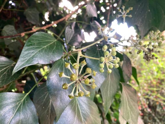 Garten im Herbst