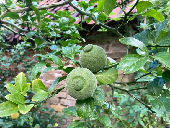 Garten im Herbst