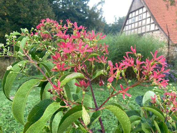 Garten im Herbst