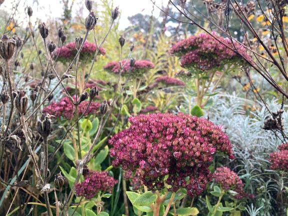 Garten im Herbst