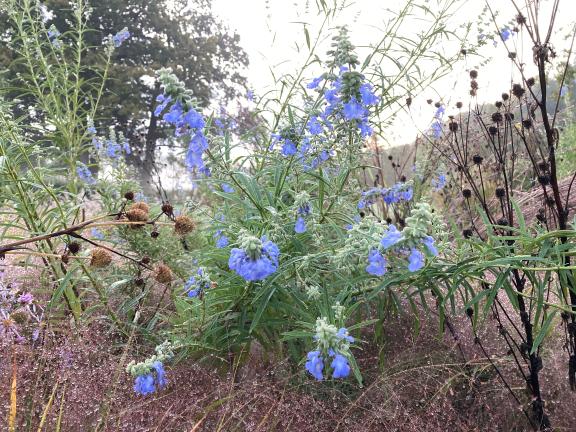 Garten im Herbst