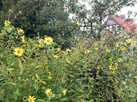 Garten im Herbst