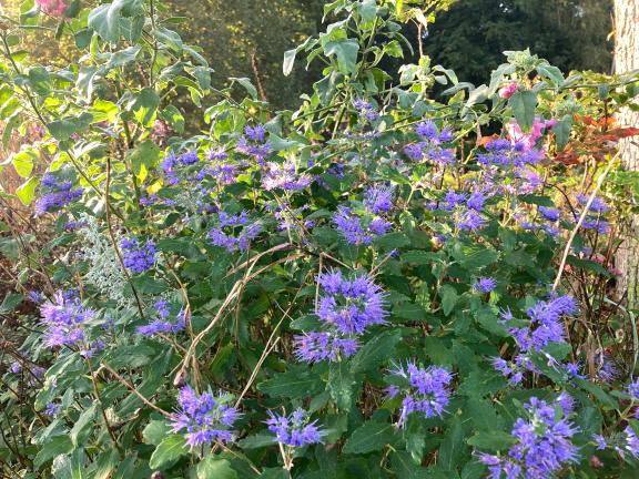 Garten im Herbst