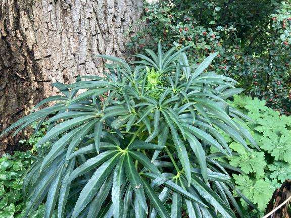 Garten im Herbst