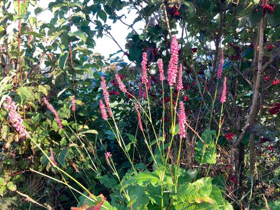 Garten im Herbst