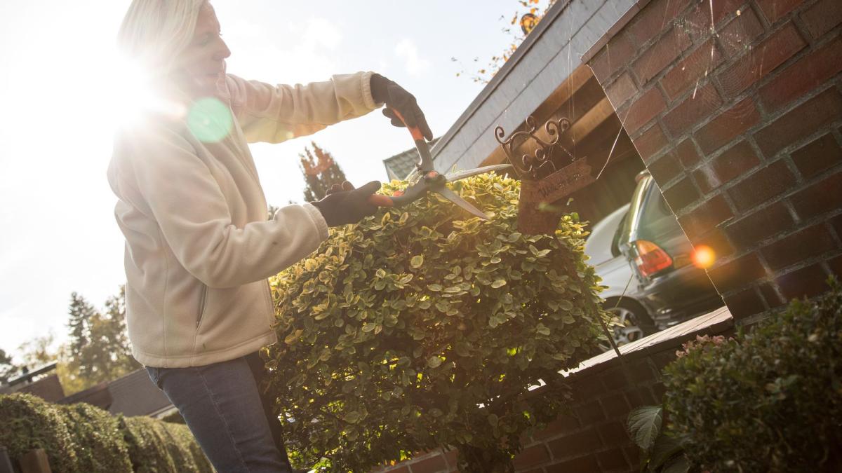 Nabu Delmenhorst rät Die besten heimischen Hecken für den Garten