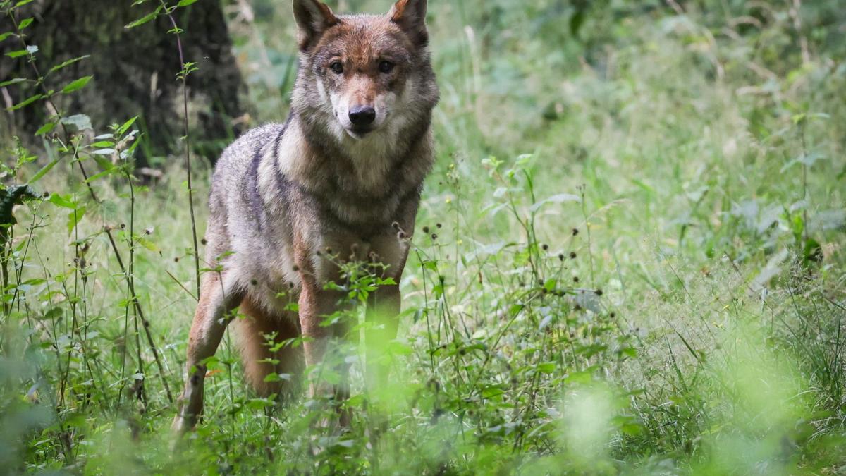 Lebt ein Wolf in Wietmarschen? Das spricht dafür