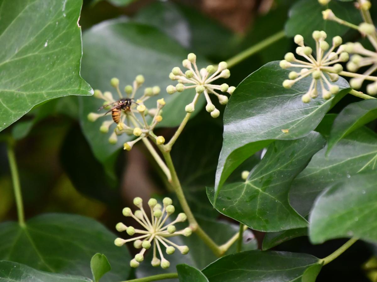 essbaren farn kaufen Strauenfarn (x2) - Matteuccia struthiopteris