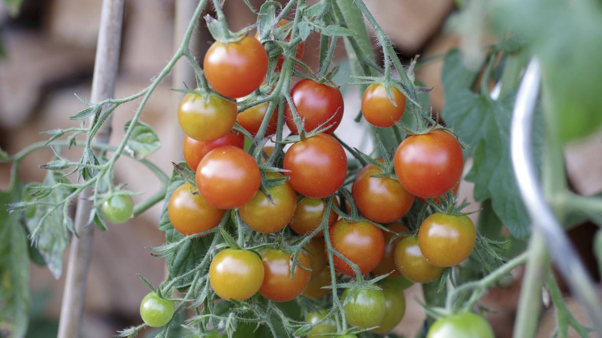 Tipps zum Überwintern von Tomaten Welche Sorten sich eignen