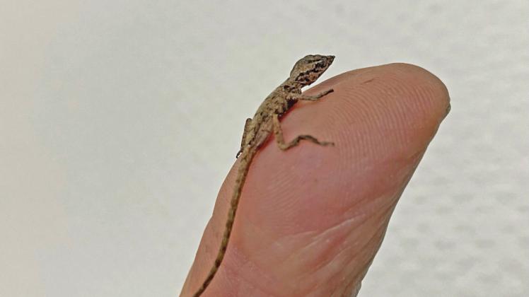 Mini-Drache nach Pflanzenkauf im Hamburger Hafen entdeckt