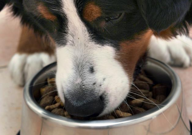 Hundefutter kotest 2024: Testsieger ist sehr gut und gnstig