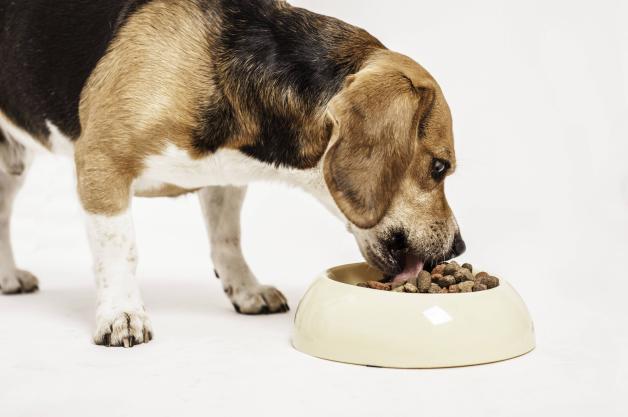 Hundefutter kotest 2024: Testsieger ist sehr gut und gnstig