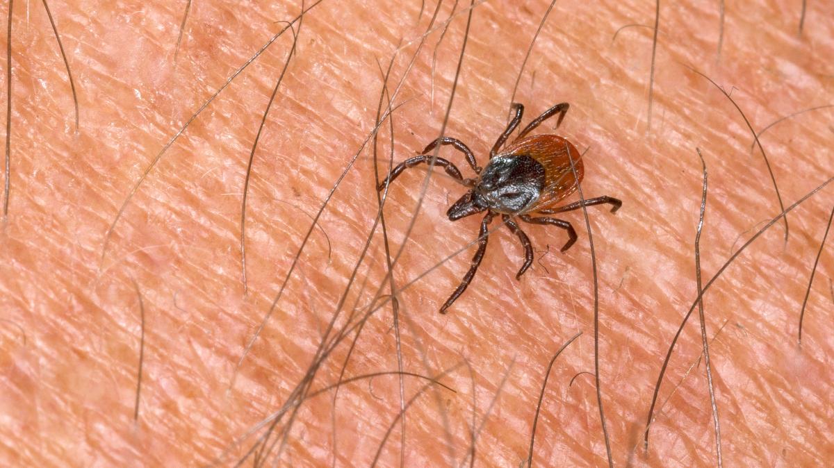 Eine Gefahr für die Gesundheit und damit auch für die Arbeitskraft: Zecken, die Borreliose oder FSME übertragen.Foto: IMAGO / blickwinkel