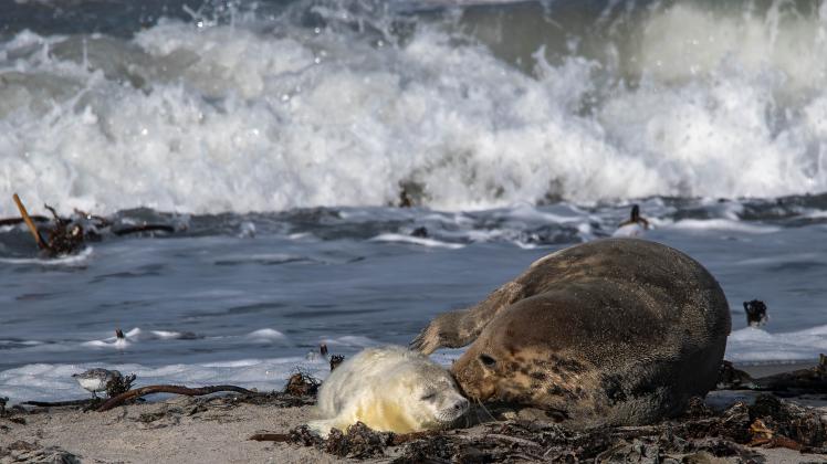 Die Jungtiere müssen in ihren ersten Lebenswochen an hochwassergeschützten Standabschnitten liegen.