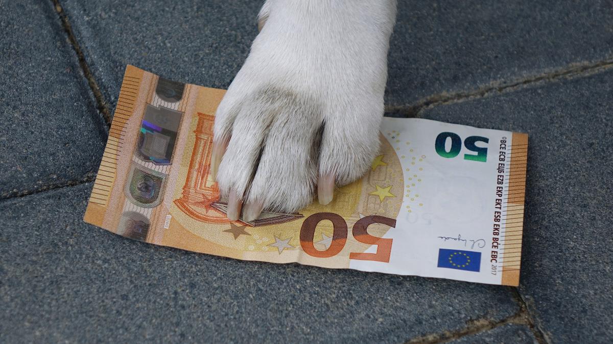 Dog tax Pinneberg district: Where you pay the most and nothing