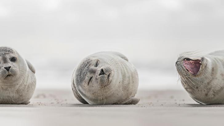 Schleswig-Holsteiner lieben ihre Meere mit deren Schönheit und Artenvielfalt  etwa den Robben.Drei kleine Robben am Strand