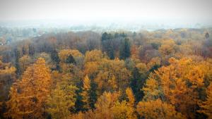 Wald Herbst Bordesholm Luftbild Drohne