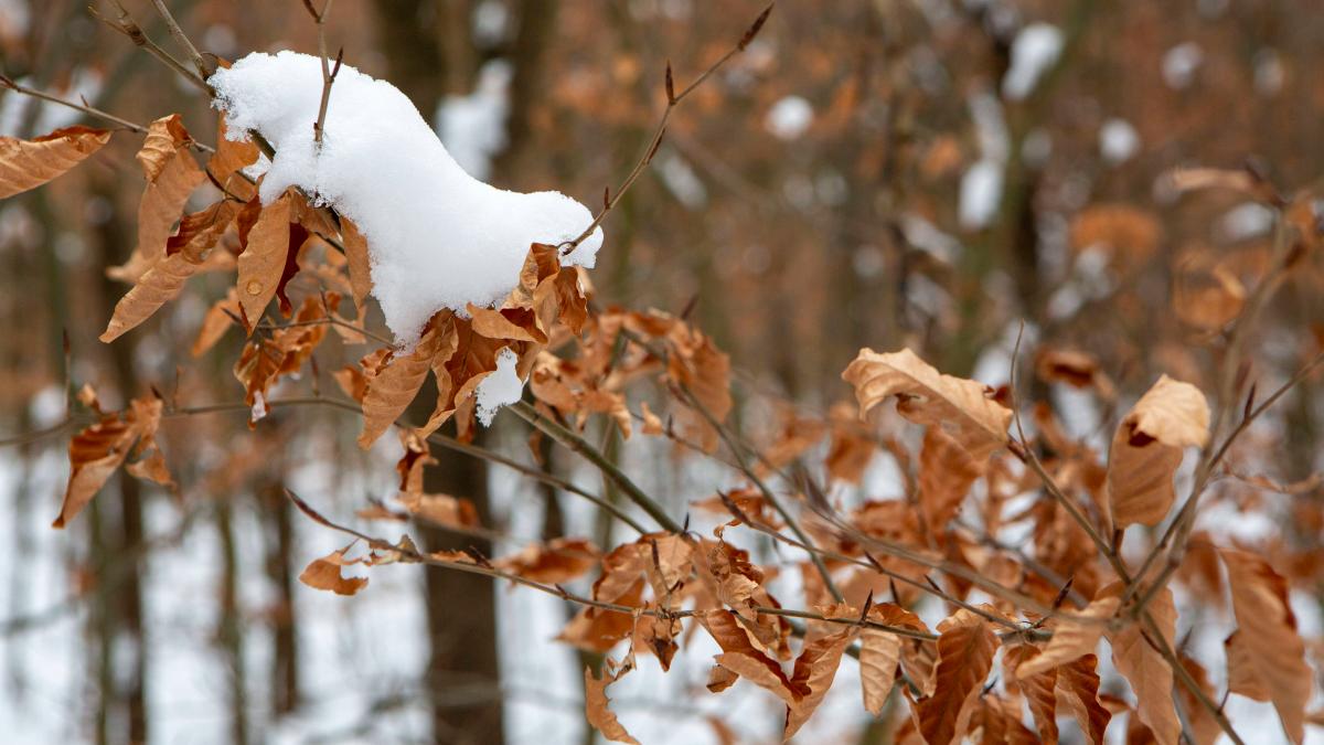 erster-schnee-pass-wann-in-niedersachsen-die-temperaturen-wieder-steigen