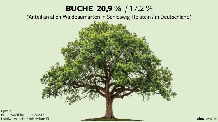 Eiche Weiche Buche Suche