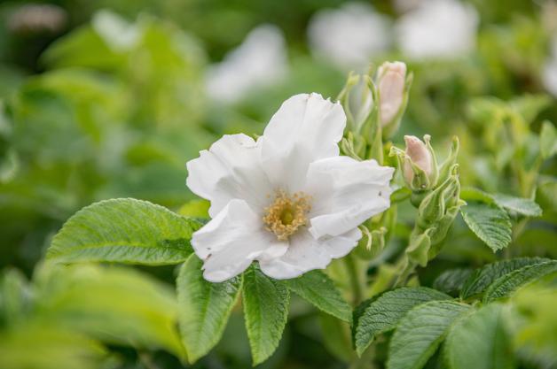 Neben lilafarben, können die Blüten der Kartoffelrose auch white sein.