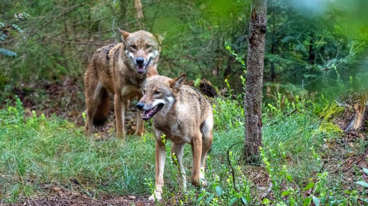 Wolf: Wo in Deutschland momentan die meisten Wolfsrudel leben