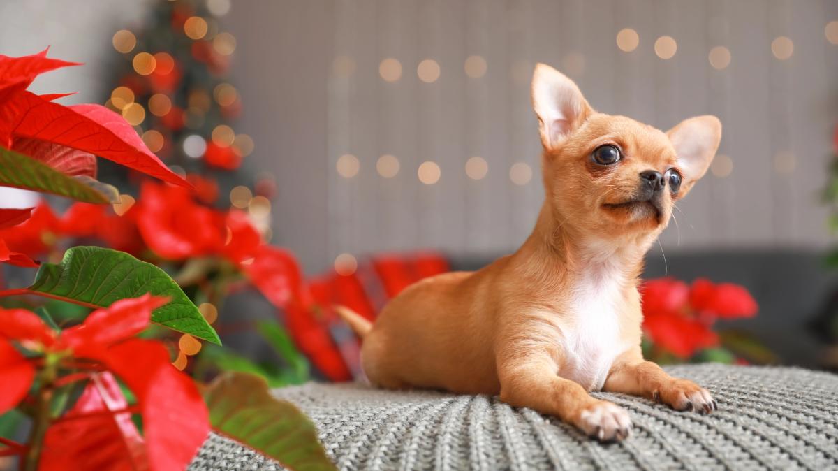Diese Weihnachtspflanzen sind fr Hunde oder Katzen giftig