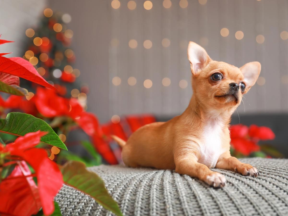 Diese Weihnachtspflanzen sind fr Hunde oder Katzen giftig