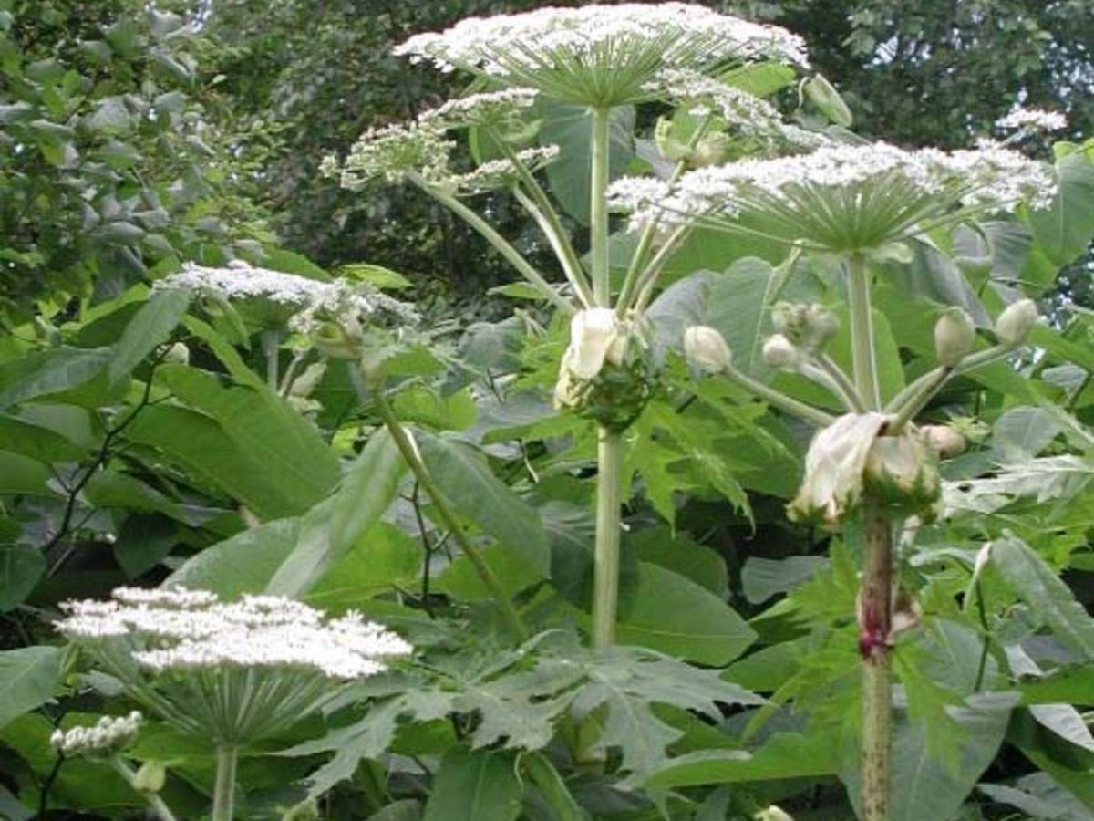 Celine flord nu eager to see a new girl coming to SD and