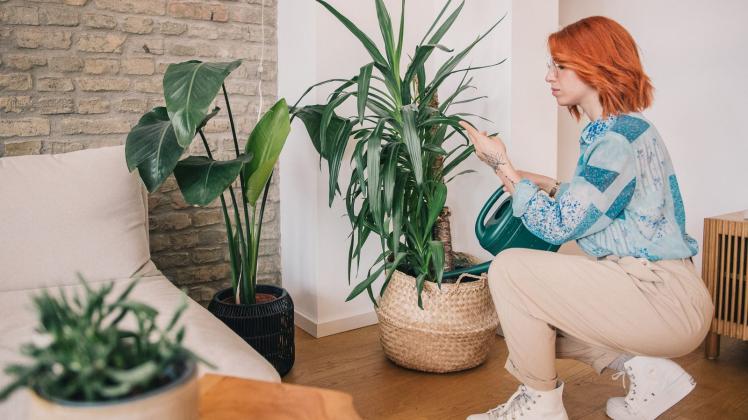 Zimmerpflanzen: 5 Tipps, damit sie gut durch den Winter kommen