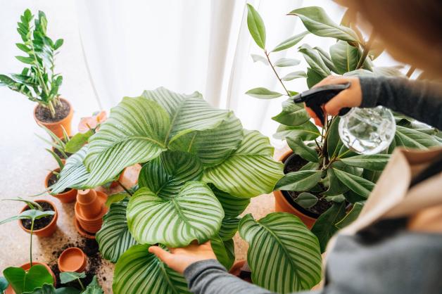 syngonium albo variegata kaufen Syngonium Podophyllum Albo-Variegatum (Live Potted Plant) – VIRIAR