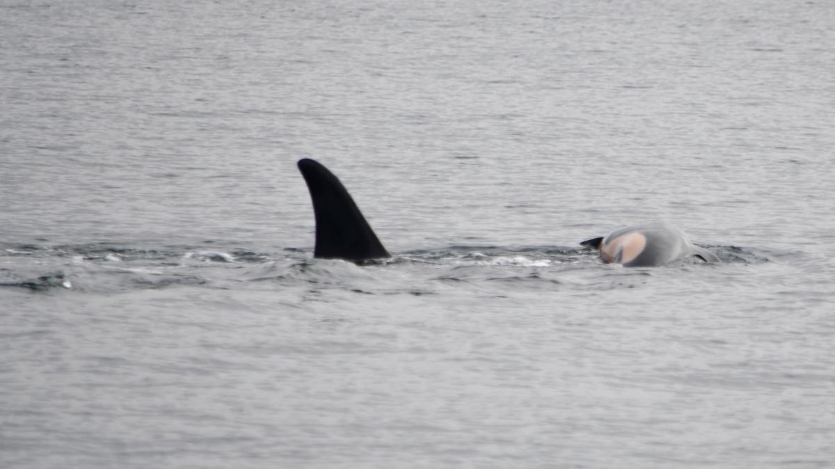 emotionale-bilder-trauerndes-orca-weibchen-tr-gt-totes-kalb-durch-den-ozean