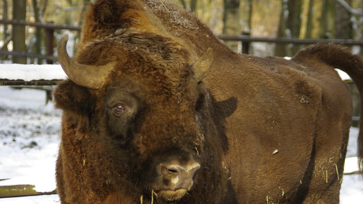 Foot and mouth disease: Neumünster zoo alerted