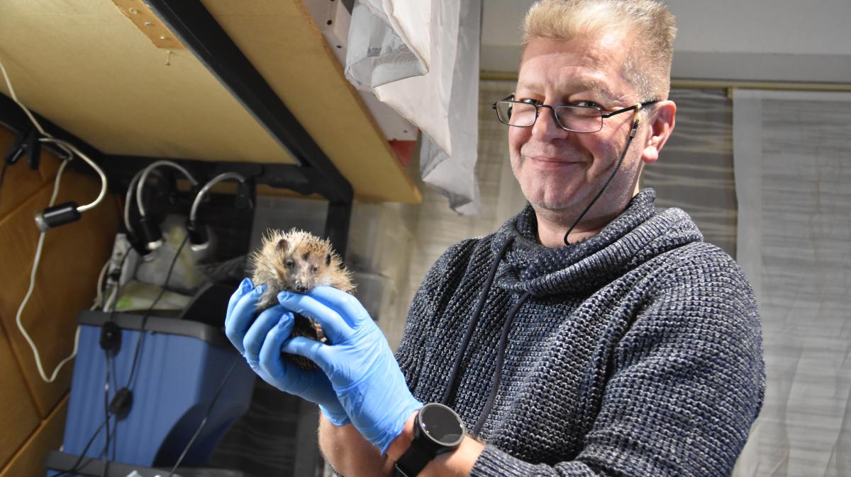 Hedgehog network planned in Delmenhorst: Volunteers wanted
