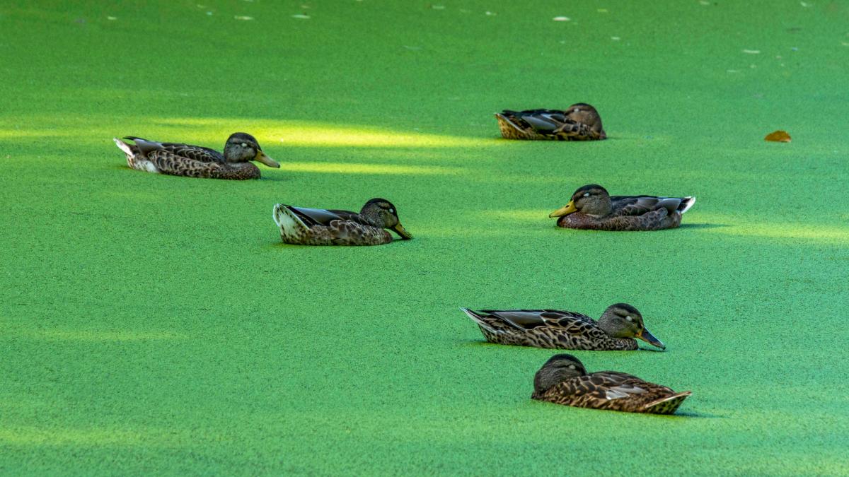 Abnehmen mit Entengrütze Schlank dank Superfood aus dem Teich?