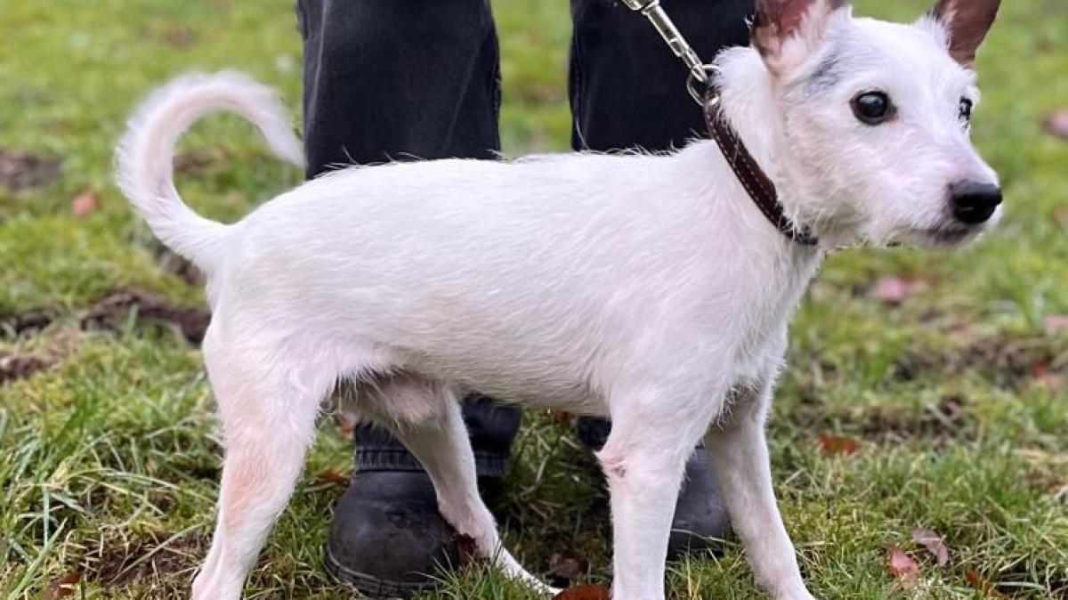Tierheim Flensburg: Hunde-Opa Nico sucht ein neues Zuhause