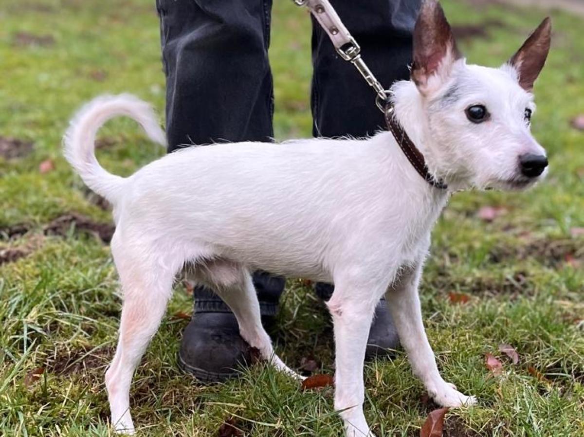 Russel Terrier Mix Parson Jack Russell Tierheim Hunde Jack Russel
