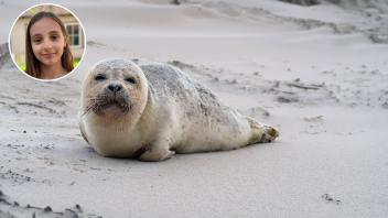 Seehunde leben zum Beispiel in der Nord- und Ostsee. Kinderreporterin Teodora hat sich beim Zoo Osnabrück erkundigt, wie die Tiere leben und welche Besonderheiten sie haben. 