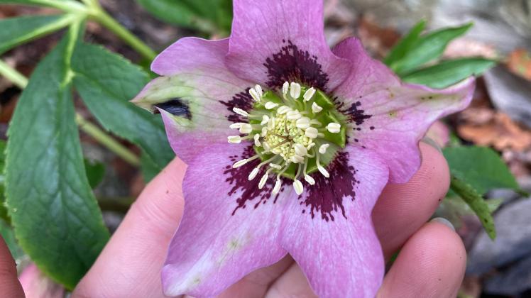 Traumhafte Blüten im Februar Lenzrosen blühen früh im Jahr