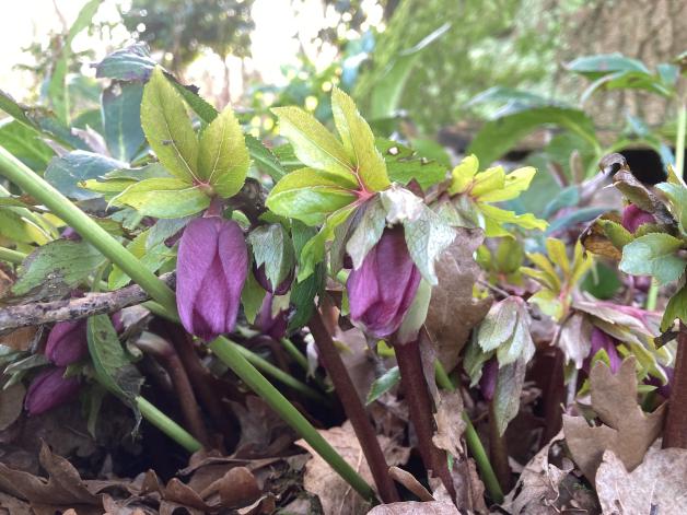 Traumhafte Blüten im Februar Lenzrosen blühen früh im Jahr