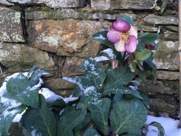 Traumhafte Blüten im Februar Lenzrosen blühen früh im Jahr