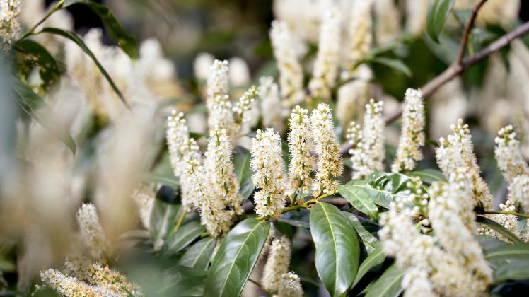 Schön, aber schädlich Sechs ökologische Sünden im Garten