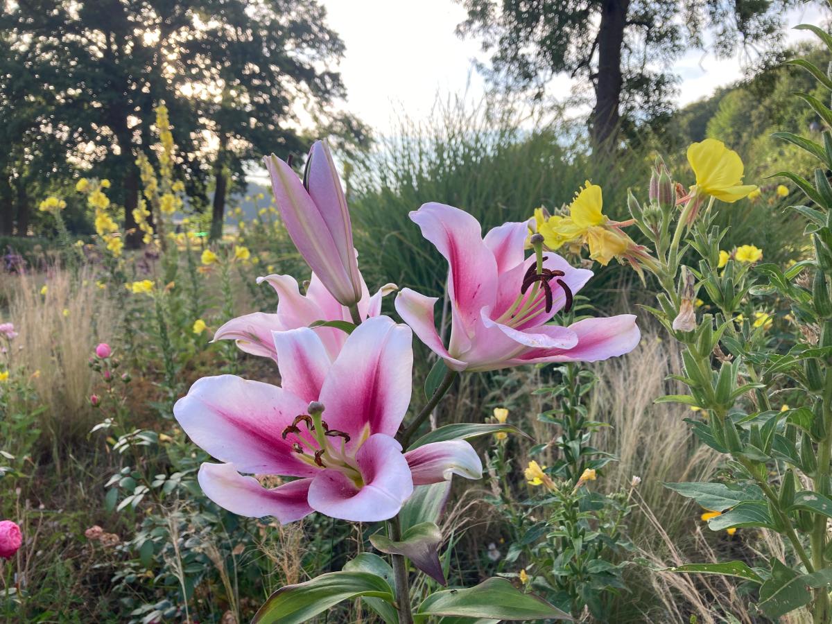 Lilien pflanzen: Wann die Zwiebeln in die Erde mssen und wo