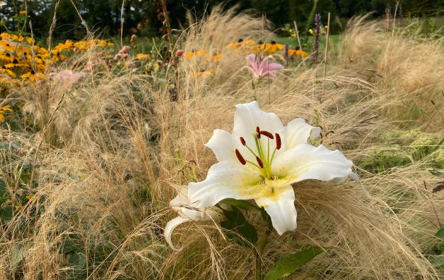Lilien pflanzen Wann die Zwiebeln in die Erde müssen und wo